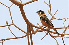 Rusty-collared Seedeater